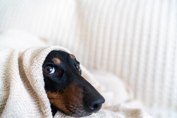 A dachshund under a blanket getting cold