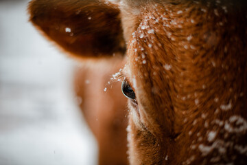 Close up of snowflakes on a cow's eyelashes in winter © Cavan