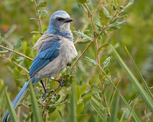 Obraz premium A Florida Scrub Jay Perched in the Scrub