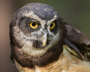 A Portrait of a Spectacled Owl