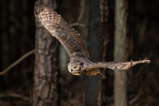 A Great Horned Owl Flying