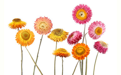 Dried strawflowers  isolated on white background. Colorfull garden flowers everlasting daisies...
