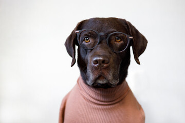 Close up dog with glasses and a sweater.