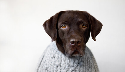 Fototapeta premium An old dog in a sweater looks at the camera.