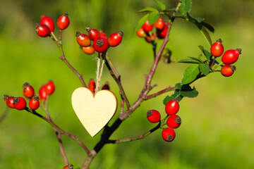 Drewniane serce wiszące na krzewie dzikiej róży z owocami - obrazy, fototapety, plakaty