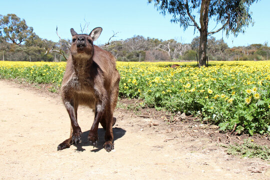 kangaroo on kangaroo island (australia) 