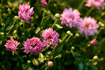 Photo pink aster flowers with a blurry background.