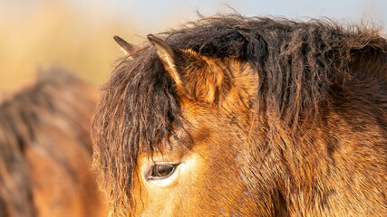 A part of a head of a wild brown Exmoor pony, against a blue sky in the nature reserve in Fochteloo, Fall colors in winter. The Netherlands. Selective focus., web banner, long cover, panorama, social