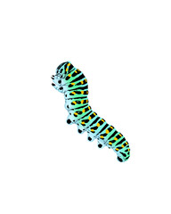 caterpillar - obrazy, fototapety, plakaty