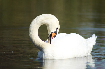 Obraz premium Closeup of swan cleaning its feathers floating on rippled lake
