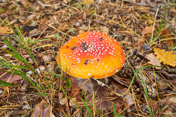 muchomor czerwony, amanita muscaria, las