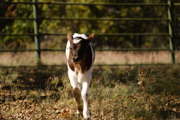 Fall season calf on Texas beef farm.