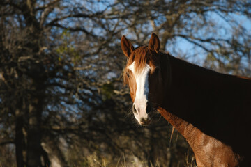 Sorrel mare horse with winter trees blurred background on farm.