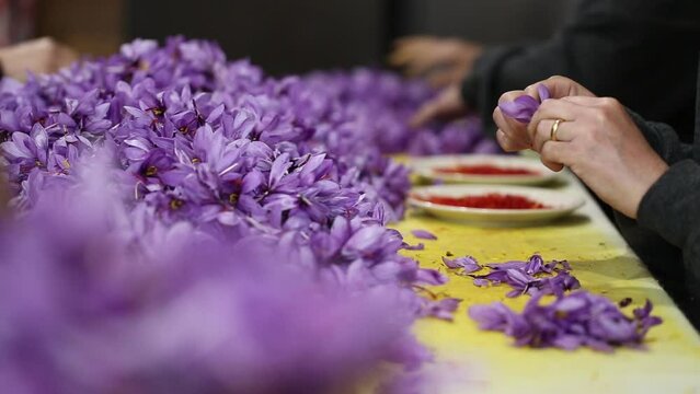 Saffron - Zafferano