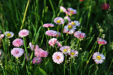 Daisies are small, delicate flowers. Beautiful flowers on a sunny summer day.