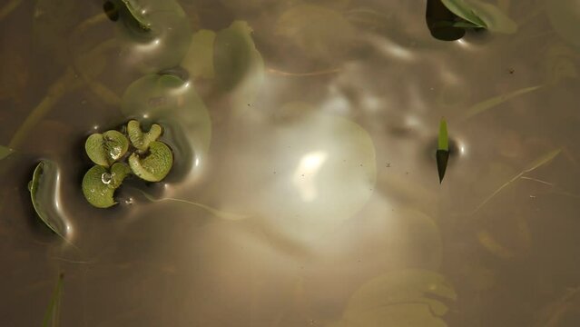 Textura de agua
