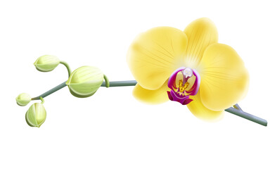 Jasna żółta orchidea - gałązka z pąkami i pięknymi rozwiniętymi kwiatami. Ręcznie rysowana botaniczna ilustracja. - obrazy, fototapety, plakaty