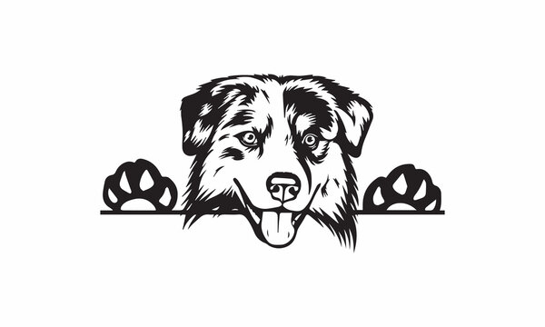 Australian Shepherd | Peeking Aussie Dog Breed K-9 Animal Pet Hound Puppy Pedigree Purebred Logo vector