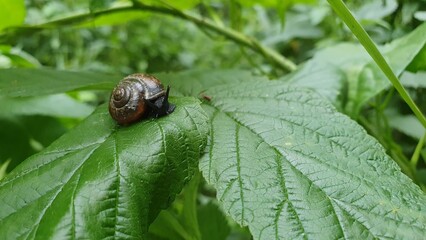 Big snail in shell on a green leafin the forest