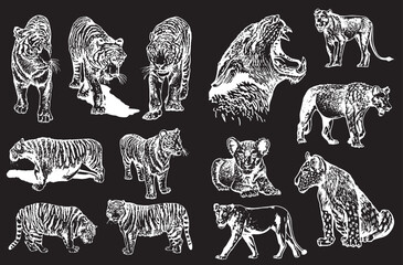 Fototapeta na wymiar Graphical big set of lions and tigers isolated on black background,vector illustration.African animals 