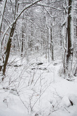 A portrait shot of winter forest at Holosiivskyi National Nature Park, Kyiv, Ukraine