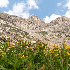 Man with Yellow Backpack Hiking on Alpine Lake Trail with Wildflowers in Colorado Rocky Mountains