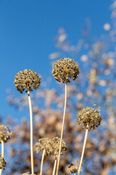 Dried flowers of Blue Chives, Allium nutans, against the blue sky in autumn, vertical photo, selective focus.