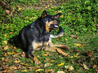 Photo of a black dog against the background of nature