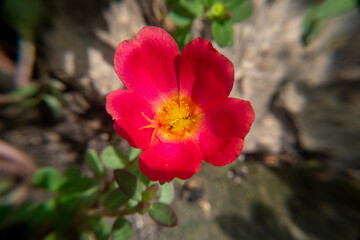 close up of red flowers with yellow pollen