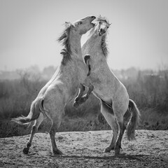 Obraz na płótnie Canvas Fighting Stallions in the Camargue