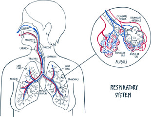 Human Respiratory System.Trachea, lungs and alveoli. Anatomy hand drawn line illustration . Including labels