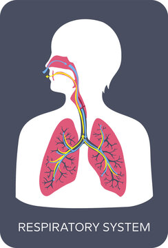 Diagram Of Human Respiratory System Showing Air Flow In And Out Of Lungs. Color Illustration