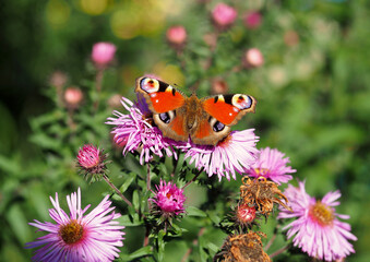 Butterfly Peacock Eye on an autumn flower