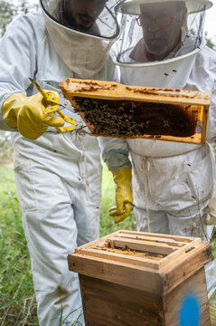 Two beekeepers checking a hive full of bees.