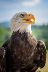 Foto op Plexiglas bald eagle, against a blue sky background © mariangarai