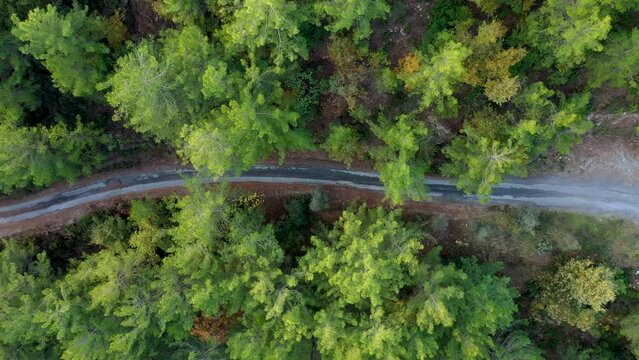 Mysterious trail in the forest filmed on a drone