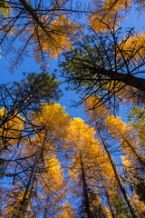 Fototapeta premium Looking up at a circle of beautiful pine trees and golden yellow larch trees in the Blewett Pass area of Washington state in autumn 