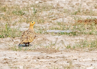 Fototapeta premium A Male Chestnut Sand grouse looking back