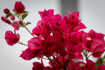 Photograph of a Bougainvillea garden.	