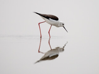 Black-winged Stilt (Himantopus himantopus)