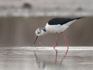 Black-winged Stilt (Himantopus himantopus)