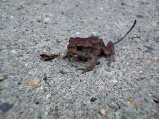 frog on a rock