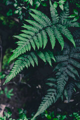 Fototapeta na wymiar green fern in the forest