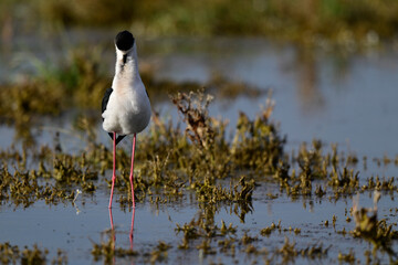 Black-winged Stilt // Stelzenläufer (Himantopus himantopus) - Greece