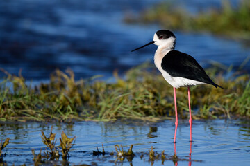 Black-winged Stilt // Stelzenläufer (Himantopus himantopus) - Greece