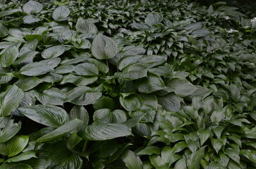 Hosta green leaves background