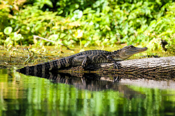 Young American alligator (and reflection) resting on a down tree on a lake in central Florida.