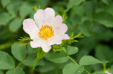rosehip flower