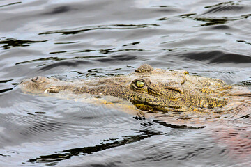 American alligator swimming along in Everglades National Park in south Florida. Close up of one of three eyelids and teeth.