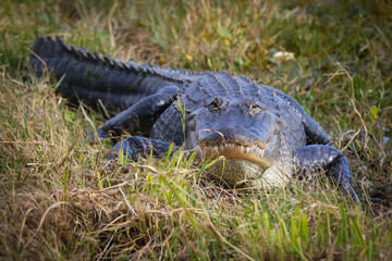 Obraz premium American alligator in Florida resting in grassy area on shore by lake, sunning himself